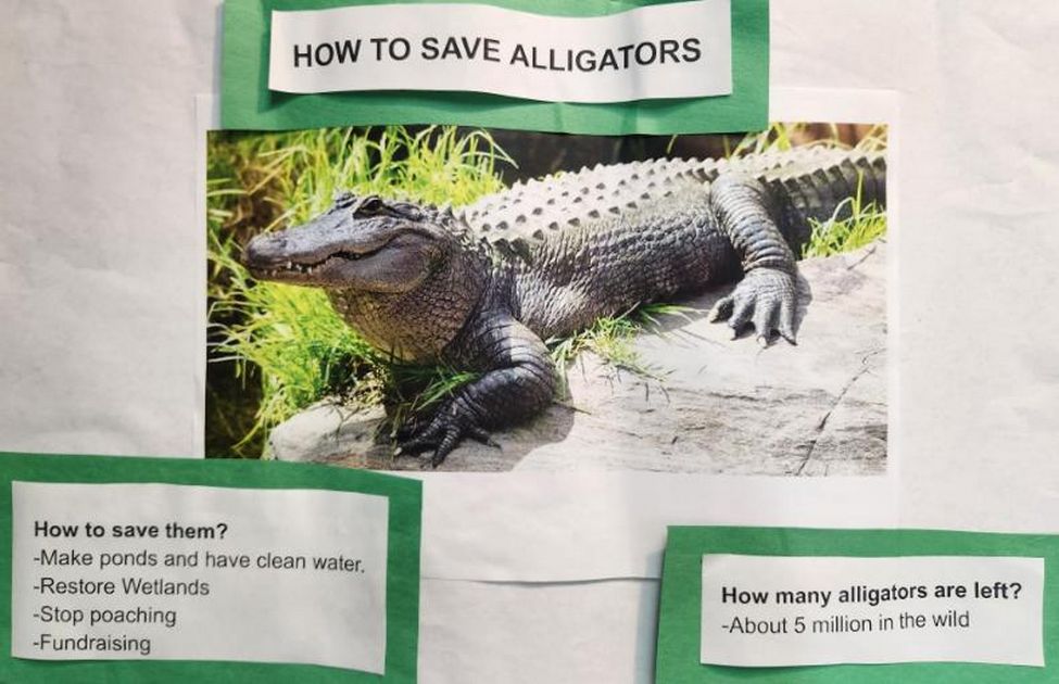 alligator2